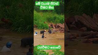 මේ වෑයම ජීවිත් වීමට මිස රජ වීමට නොවේ ... #viralvideo #viral #video #flood #srilanka #viralshorts