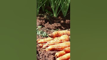 Cà rốt và những lợi ích tuyệt vời đối với sức khỏe có thể bạn chưa biết? #shorts