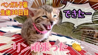 【生後38日目】リンが離乳食も初めてのう◯ちも頑張った！ベンガル猫ベルの子猫の成長記録