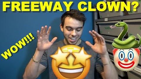 No Way! Freeway Clown? Ball Python Clutch Cutting!
