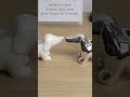 Welcome to the future of cute.🐶 #dachshund #dogmomgifts #doglovers #gifts #yobrogifts #fyp