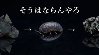 石を食った結果、なぜか別の物質になるダンゴムシ