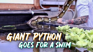 RETICULATED PYTHON SWIMMING IN GREENHOUSE POND + ANSWERING COMMON QUESTIONS