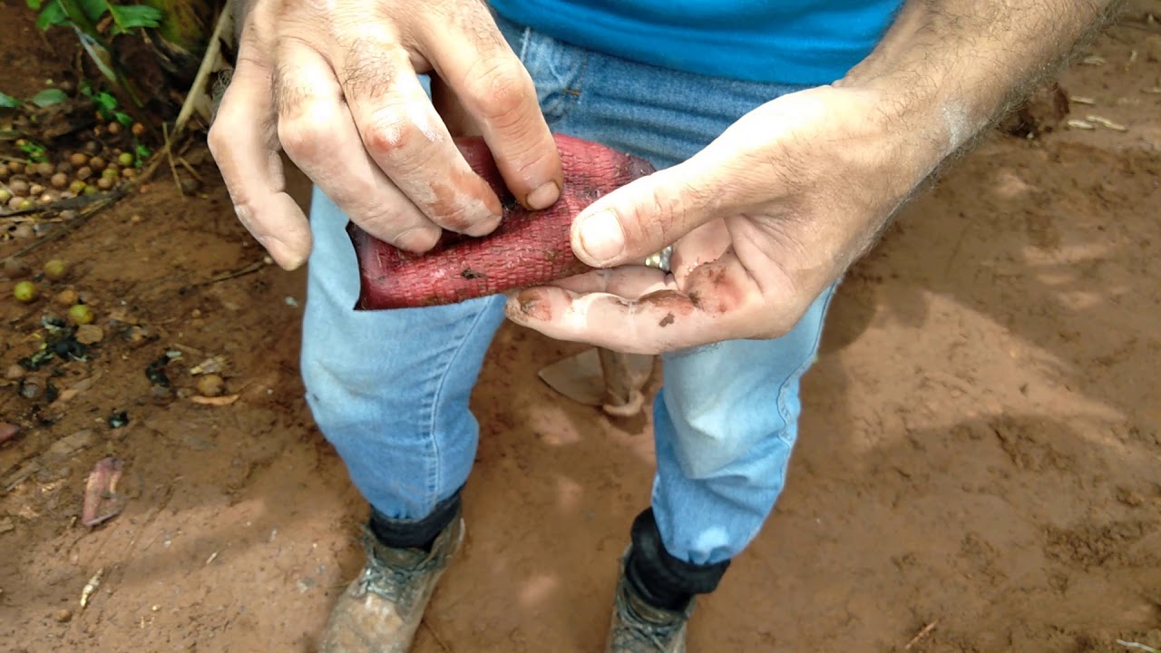 COMO ACABAR COM A BROCA NA BANANEIRA - PARTE 1