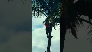 🌴Palm Tree Pruning / Arborist, Tree Trimmer, Pruner / Palm Specialist ​⁠