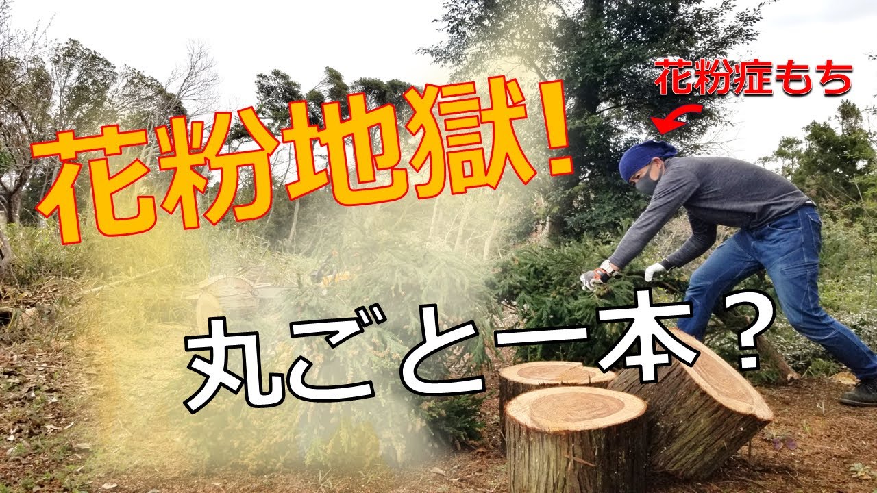 花粉症なのに杉の木一本⁉ 花粉地獄の薪割りDIY【78話】｜I’m Allergic to Cedar… But I Split a Whole Tree Anyway!
