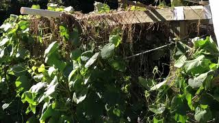 Freeze Protection for Mirliton Vine 2019