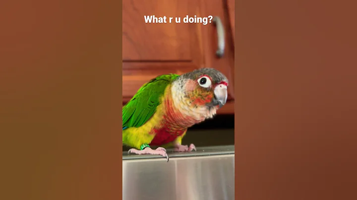 Cute Conure parrot talking 🗣️