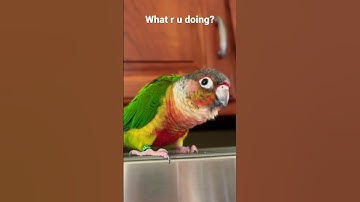 Cute Conure parrot talking 🗣️