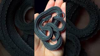Rarest snakes 🐍 in the world 🌎|| दुनिया के सबसे दुर्लभ सांप || #shorts