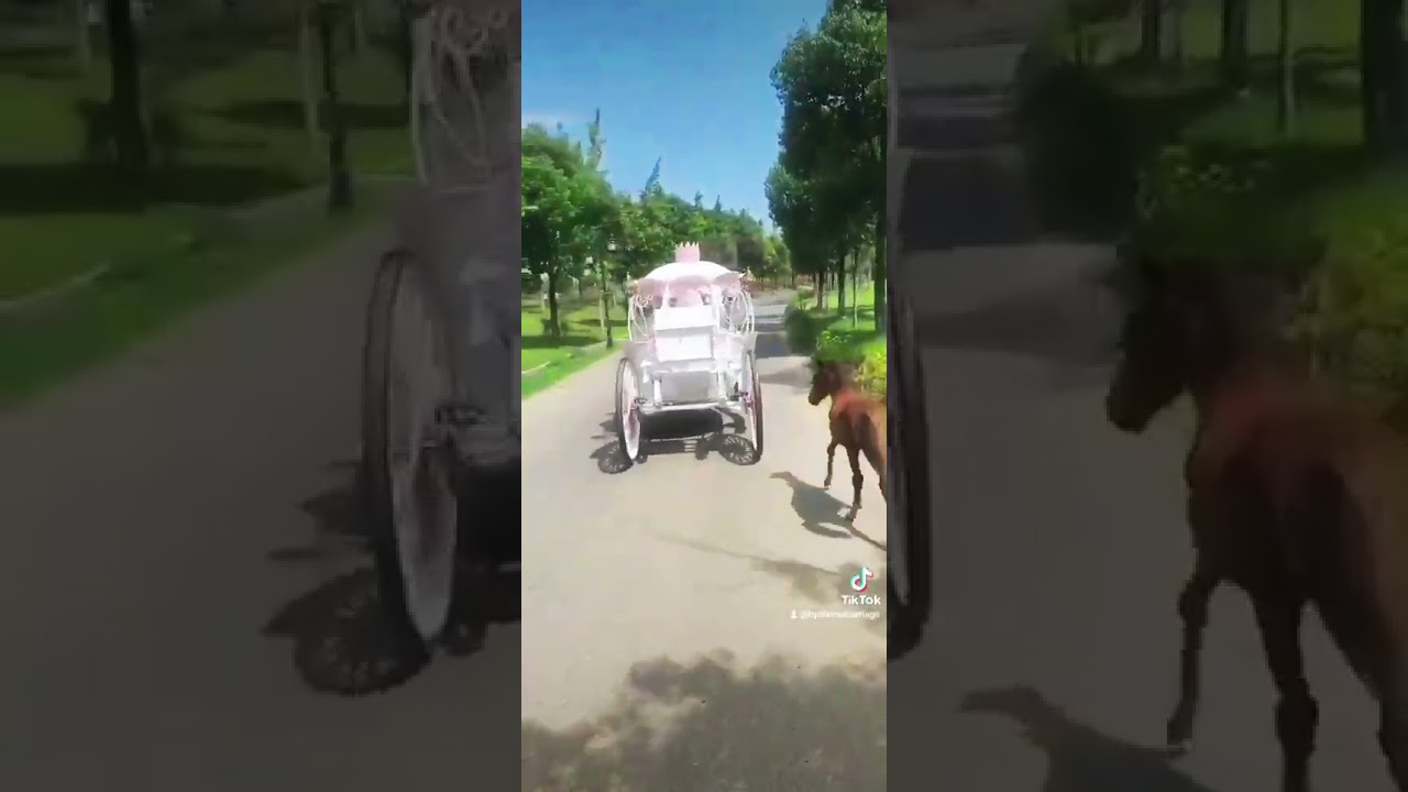 Cute Pink Cinderella carriage ride