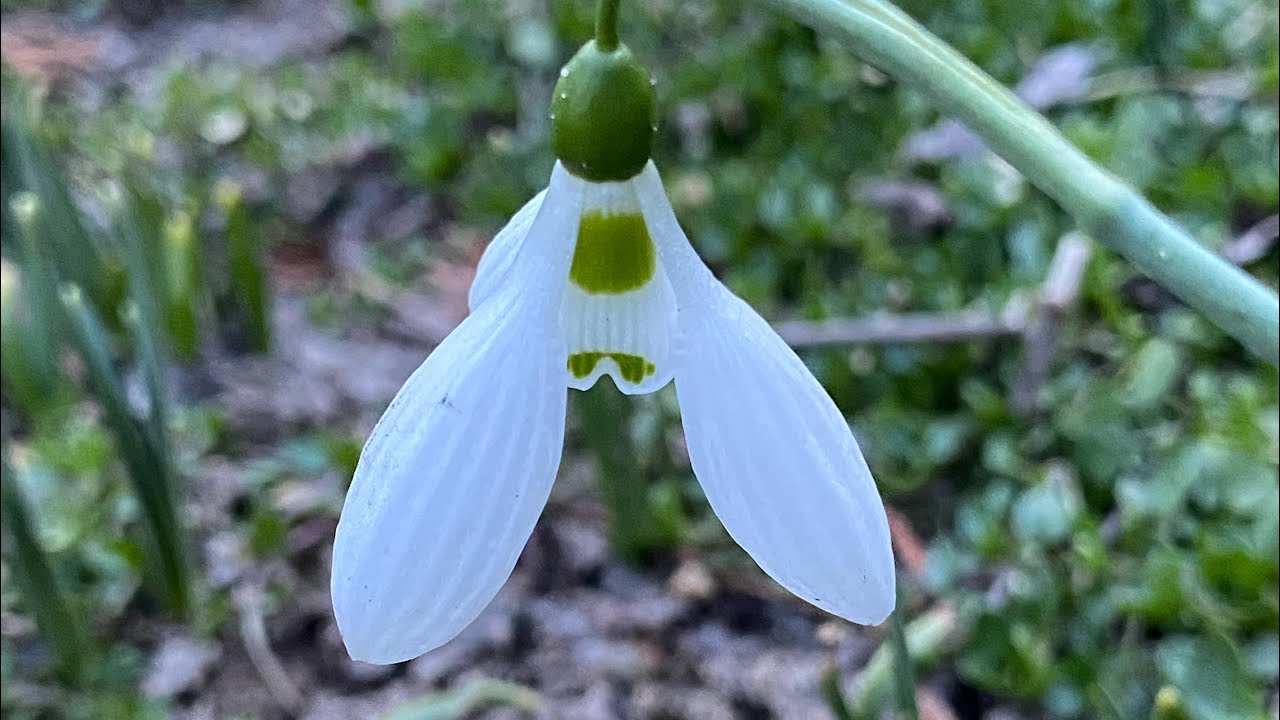 Floarea care bate iarna - Ghiocelul / The Flower That Defeats The Winter 
