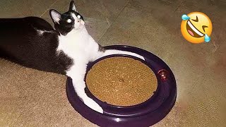 😂 LAUGH Non-Stop With These Funny Cats 😹 - Best Funniest Cats Expression Video 😇 - Funny Cats Life by Funny Cats Life 2,270 views 3 months ago 15 minutes