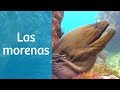 Las morenas