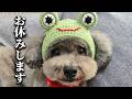 突然ですがお休みいたします...