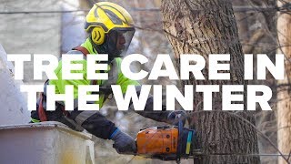 Tree Care in the Winter