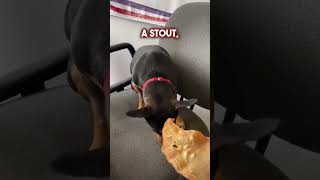 THIS DOG IS A DACHSHUND MIX