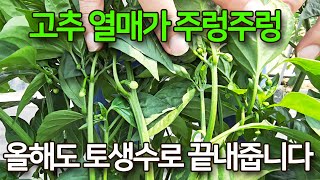 해남 토생수 고추. 일교차가 심한 기후에도 잘 이기고 생육 상태는 최고입니다. 곁 가지가  무성하게 나오고 열매도 주렁주렁 달렸습니다. 올해도 토생수로 풍년 나세요