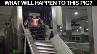 Slaughter Pig In A Humane Way