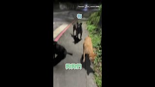 【3狗超認真聽】路人關心浪浪：看到人類沒事要躲好 #Shorts