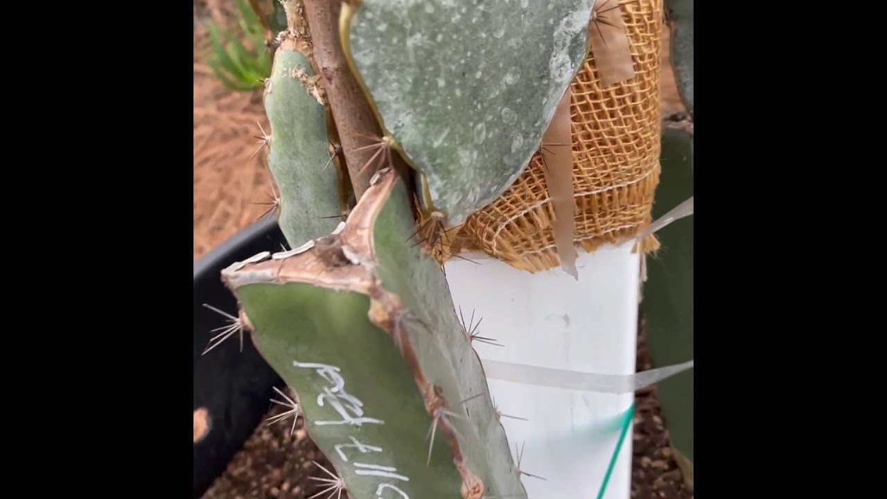El Grullo Tricia New Growths In Cold Weather In Southern California In Dec 2020 YouTube