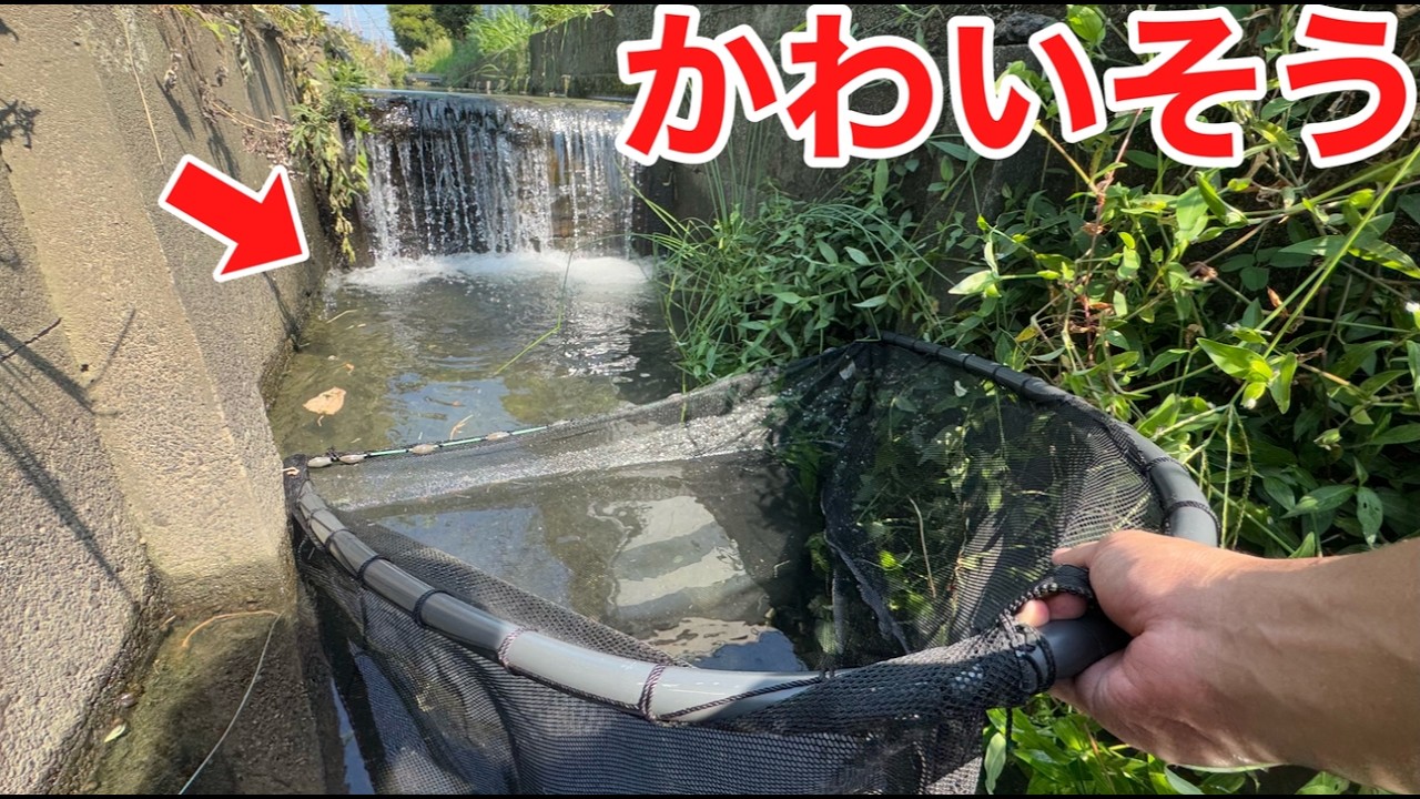 養殖場の隣の水路に捨てられた大量の外来種を見つけた結果…