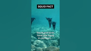 Wonders of the Ocean