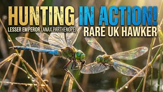 Lesser Emperor Dragonflies Hunting in Action | Rare UK Hawker (Anax parthenope)