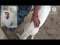 क्या आपके भी बछड़े को गोबर करने में समस्या होती हैं? | Constipation of calf