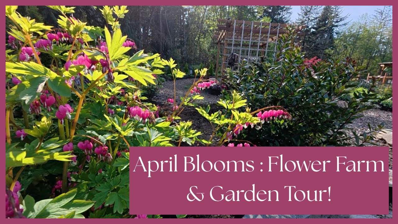 Tour Our Flower Farm in Full Spring Bloom 🌷 | April Garden Walk 2025 Tour Our Flower Farm in Full Spring Bloom 🌷 | April Garden Walk 2025