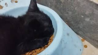Kitty eating cat food wow #cat #kittens #blackcat