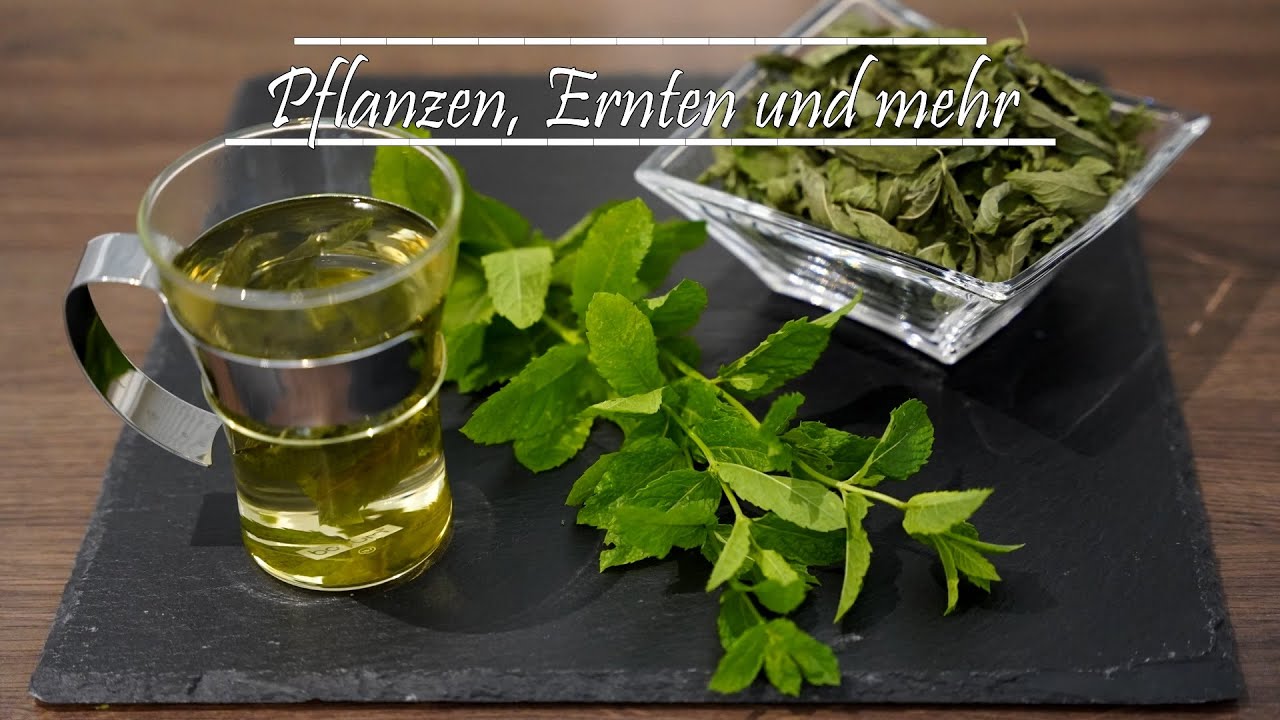 Pfefferminze / Minze schneiden bzw. ernten und haltbar machen, Kräutertee aus dem eigenen Garten