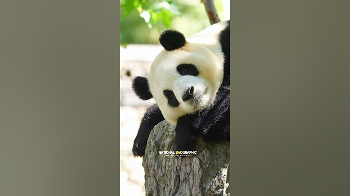 오늘자 푸바오 미모 보세요✨힘든 시간을 묵묵히 견디고 이겨낸 우리 푸바오, 졸음에 눈이 반쯤 감긴 와중에도 미모는 여전하네요:) 20250615 #fubao #푸바오
