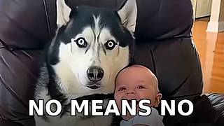 Try Not to Laugh 😂 Husky Dog and Baby: Sheldon's Refusal Hour