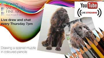 Live Drawing Workshop | Spaniel in Coloured Pencil | Part 5
