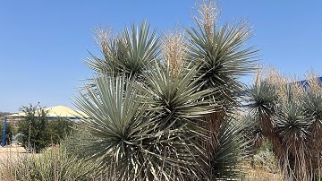 AZ Plant Reviews - Soaptree Yucca (Yucca elata)