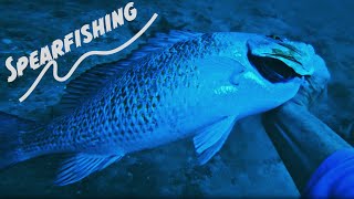 SPEARFISHING In The Gulf of Mexico Florida | MAGROVE SNAPPER | Catch Clean Cook