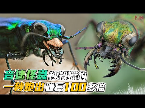 「速度接近音速的怪蟲」跑出人類時速1160公里的速度？| 速度快到眼瞎 | 秒殺獵豹、游隼的生物！簡直像昆蟲界的閃電俠！