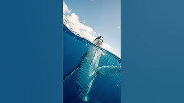 #قرآن_كريم #القارئ #علي_جابر سورة الروم #راحة_نفسية #quran #اكسبلور #explore #nature #animal