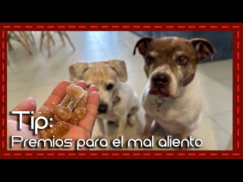 Video: Una receta de regalo de perro para un aliento fresco