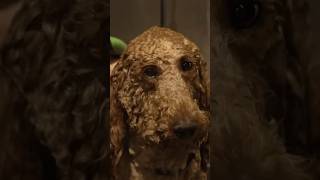$1,000,000 DOG GROOMING ARTIST CAREER Gabriel Faitosa