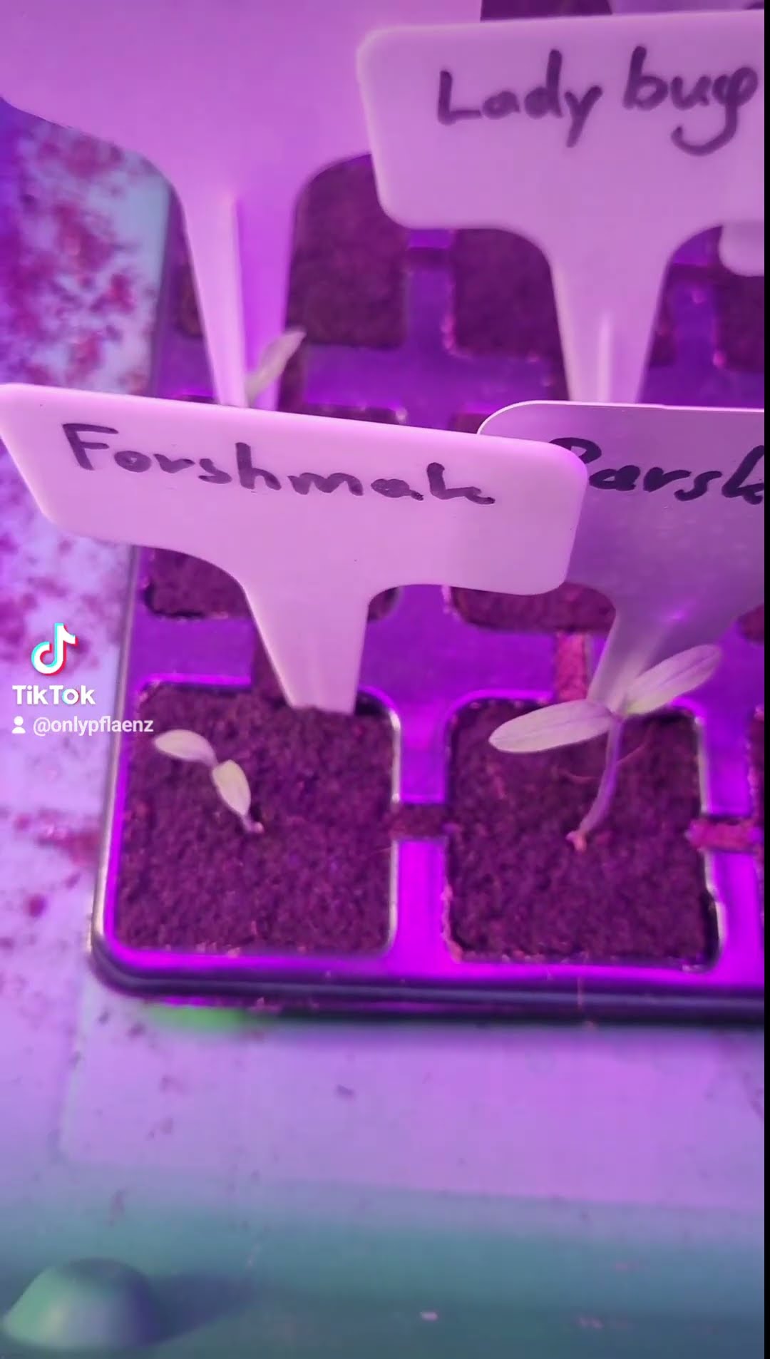 die Tomaten für 2024 #chili #garten #follow #gemüse #love #paprika # ...