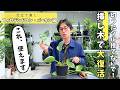 【植物のプロが教える】切り戻し＋挿し木で復活！バーキン仕立て直し術（フィロデンドロン・バーキン編）