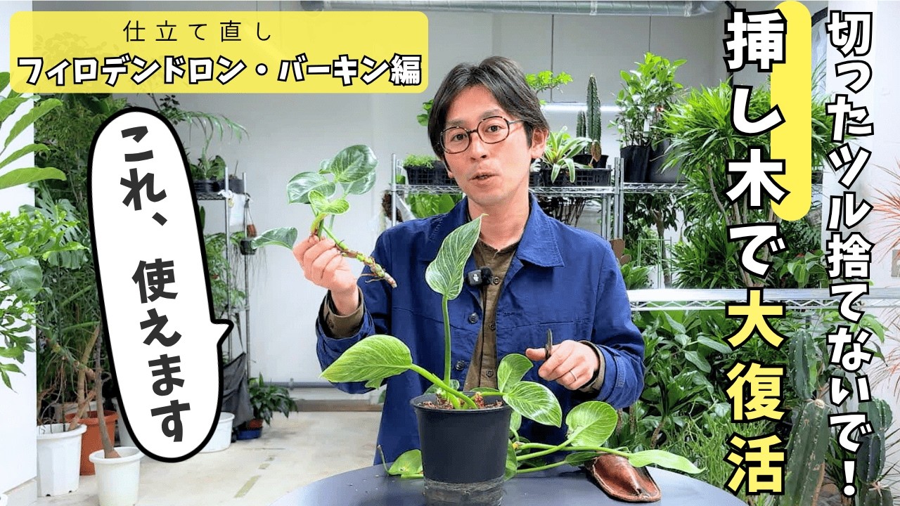 A plant expert's guide] Revive your Birkin plant with pruning and