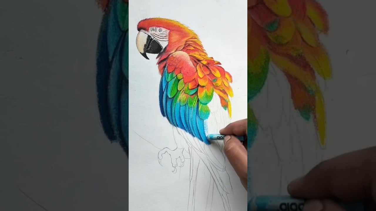 Macaw parrot drawing art parrot🦜🦜 #parrot #art #drawing #cute #shorts #reels