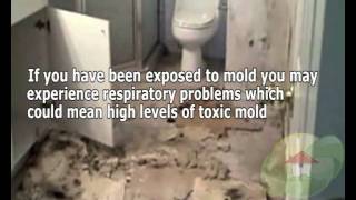 Signs of a mold problem