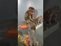 Rats and baby monkeys live very harmoniously #funny #animals #monkey #rat