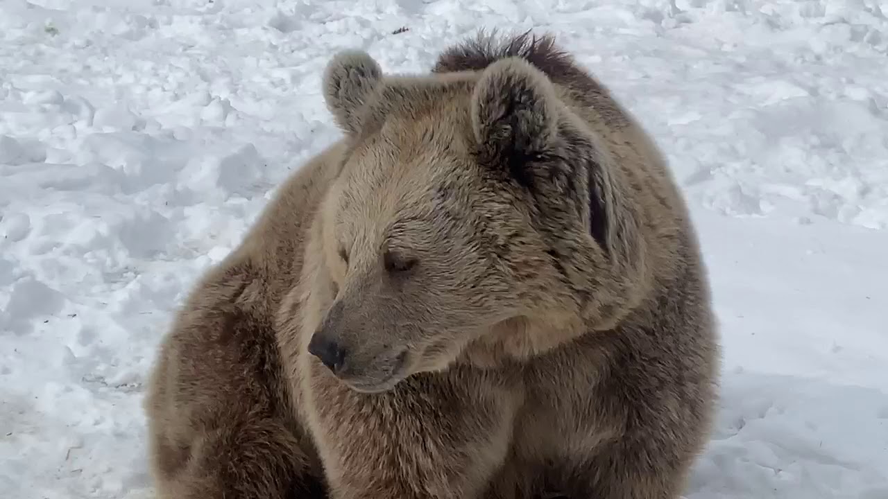 Part 3 In Our HOW DO I TELL THE BEARS APART Series This Is Sonya Part 3 In Our HOW DO I TELL THE BEARS APART Series This Is Sonya