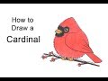 How to Draw a Cardinal Bird (Cartoon)