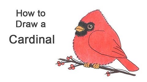 How to Draw a Cardinal (Cartoon)